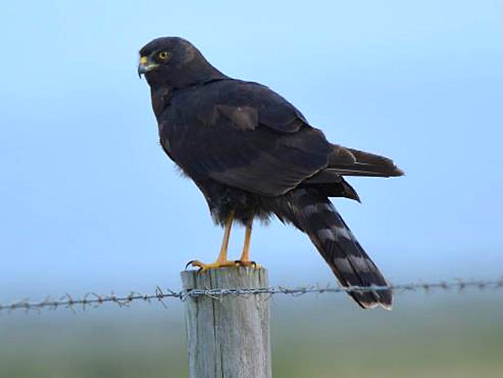 Black Harrier