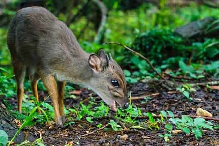 Blue Duiker
