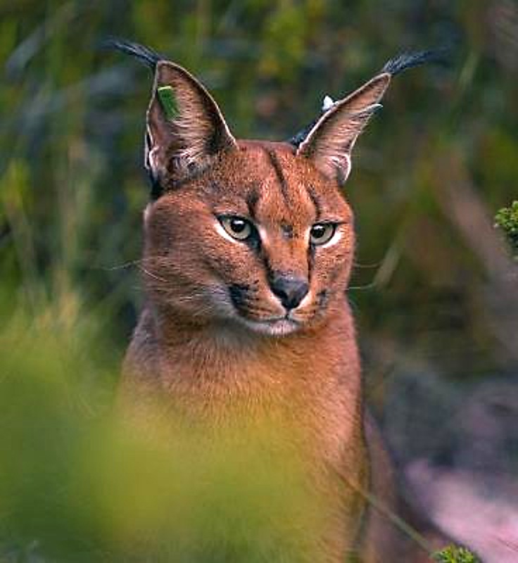 Caracal