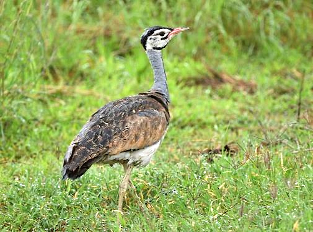 Denham's Bustard