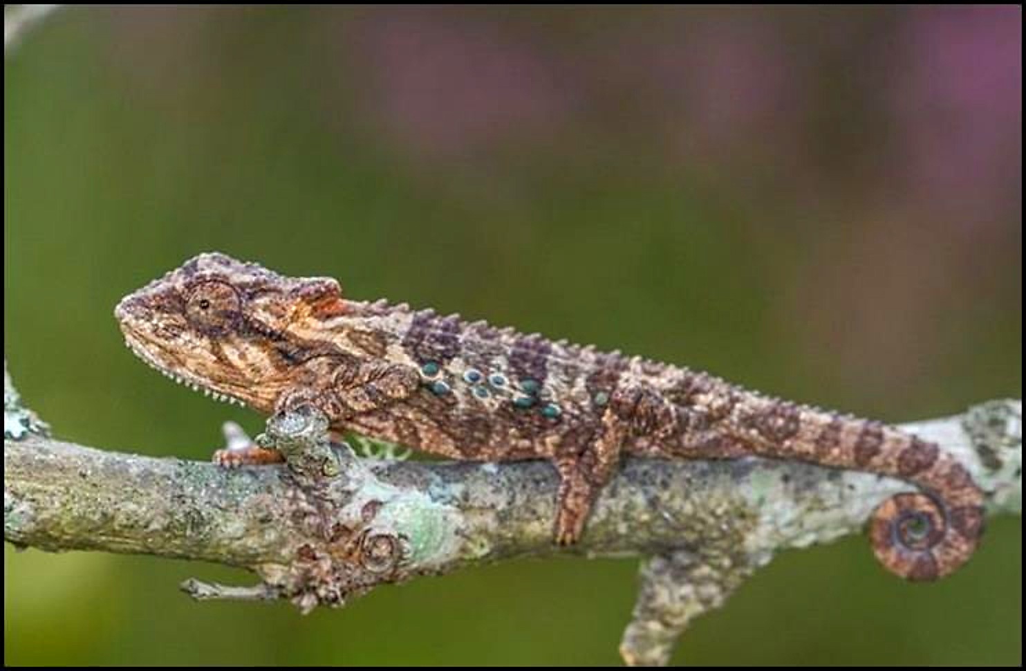 Eastern Cape Dwarf Chameleon