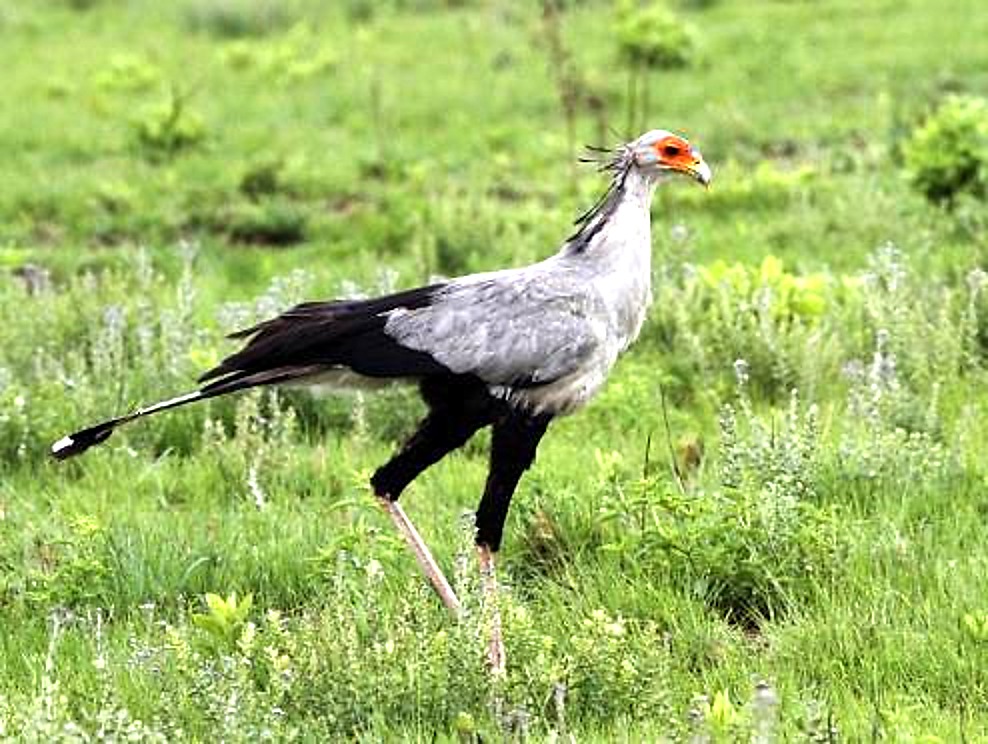 Secretary Bird